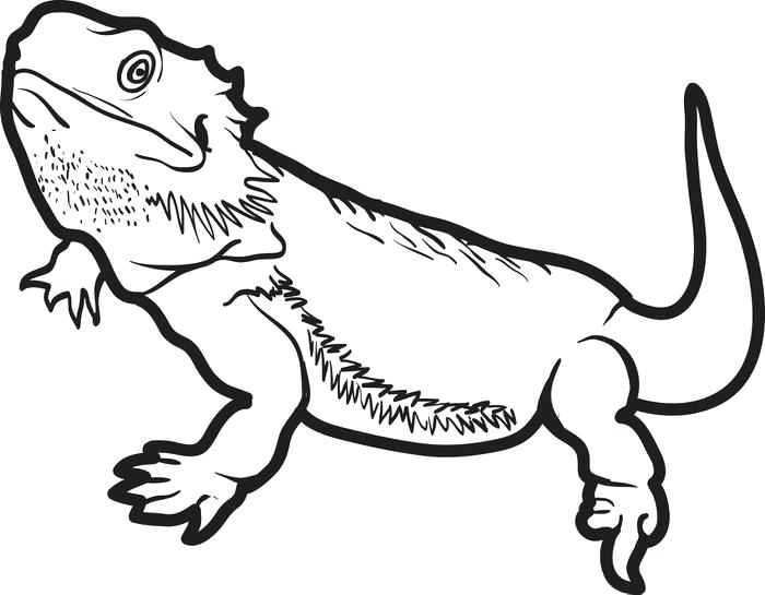 700x545 Lizard Coloring Page