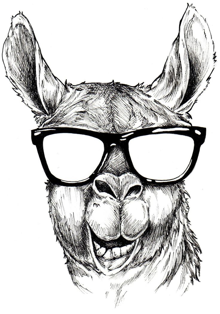 736x1051 Image Result For Llama Drawing Art Photo Draw