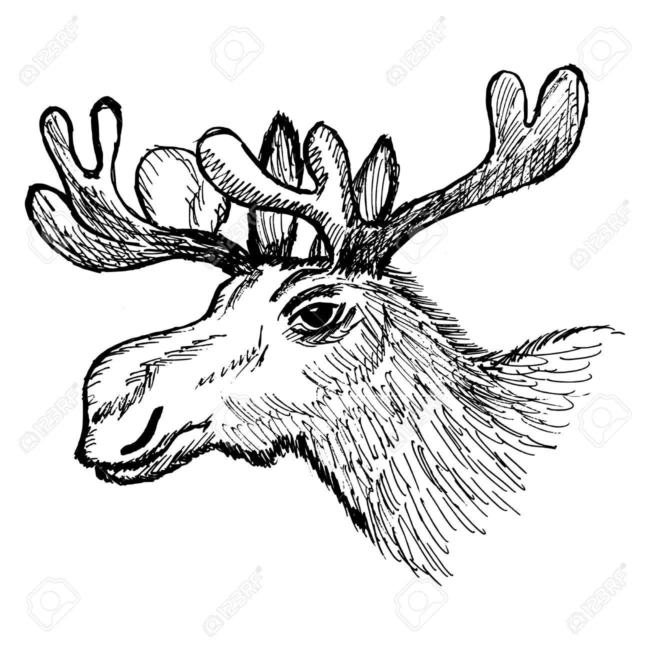 1300x1300 Hand Drawn, Cartoon, Sketch Illustration Of Moose Royalty Free