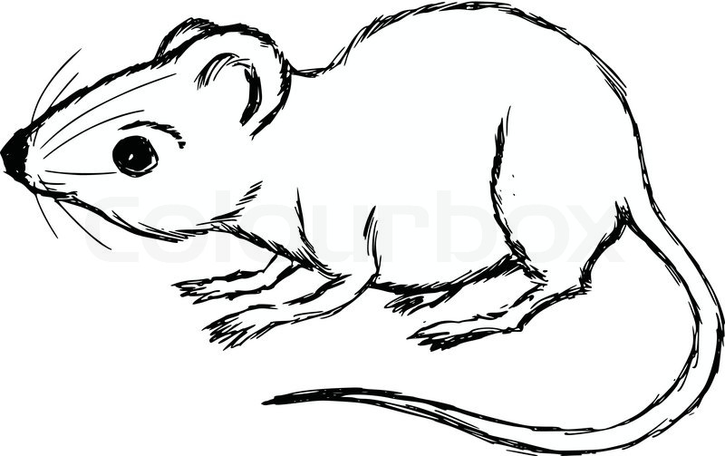 800x503 Hand Drawn, Cartoon, Sketch Illustration Of House Mouse Stock