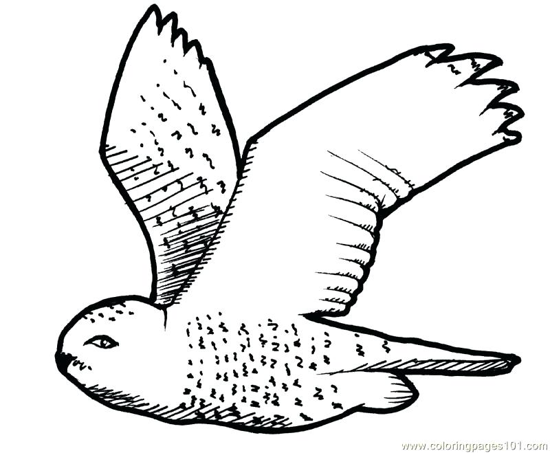 800x659 Free Owl Coloring Pages Coloring Page Of Owl Medium Size Of Pages