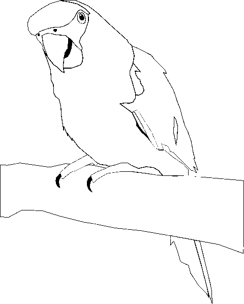 480x598 Cartoon Parrot Drawing