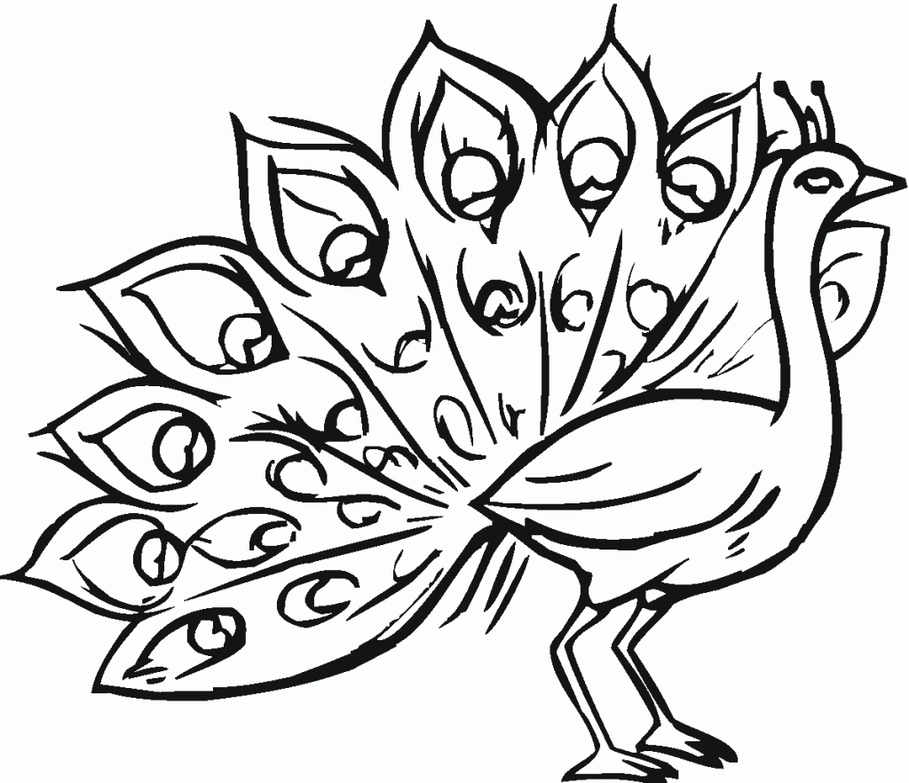 1024x882 Peacock Coloring Page Pictures Naturaleza Peacocks