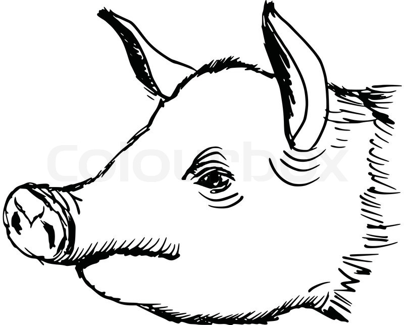 800x643 Hand Drawn, Sketch, Cartoon Illustration Of Pig Stock Vector