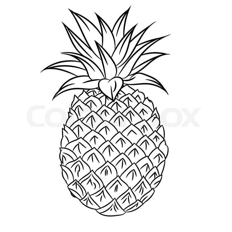 800x800 Hand Drawn Sketch Of Mangosteen Isolated, Black And White Cartoon