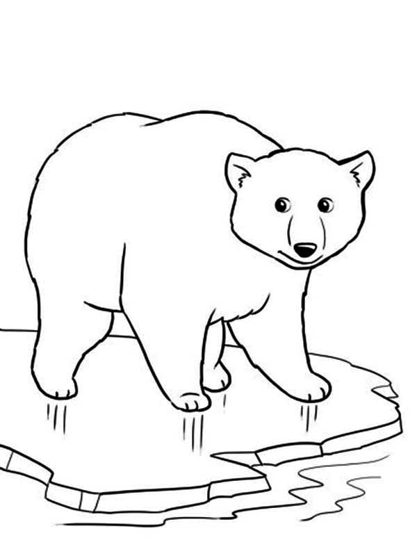 600x777 Polar Bear On Thin Ice Coloring Page Drawing Anything