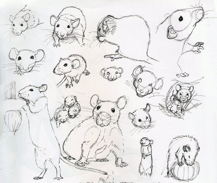 736x624 21 Best How To Draw Rat Images On Rats, Animal