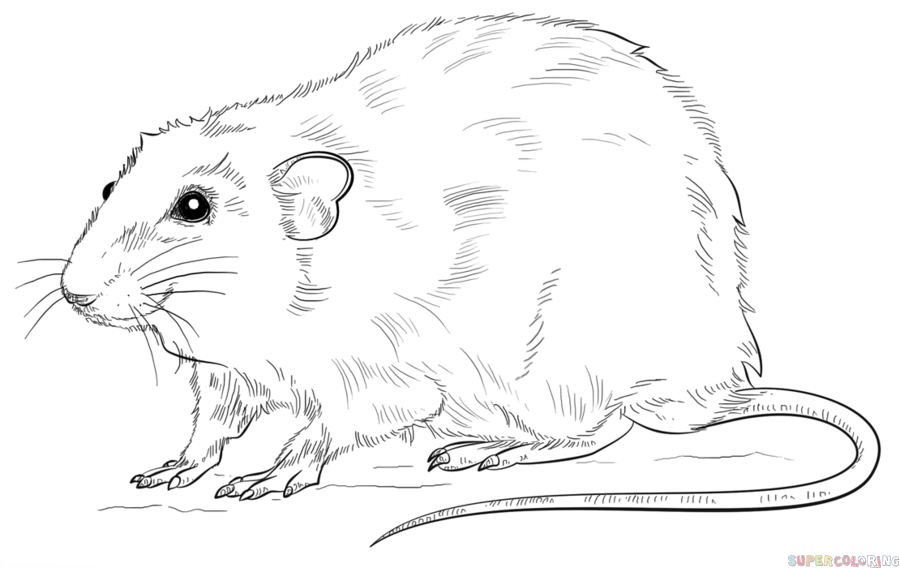 900x568 How To Draw A Rat Step By Step. Drawing Tutorials For Kids