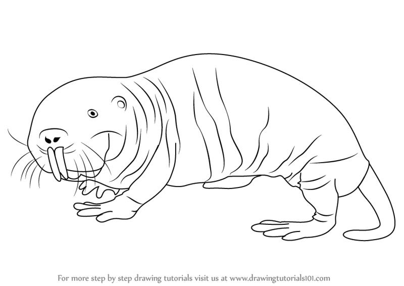 800x566 Learn How To Draw A Naked Mole Rat (Rodents) Step By Step