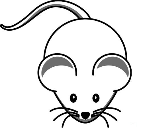 502x455 Drawing Of A Rat. This Mole Rat May Be Dead But Drink And Draw