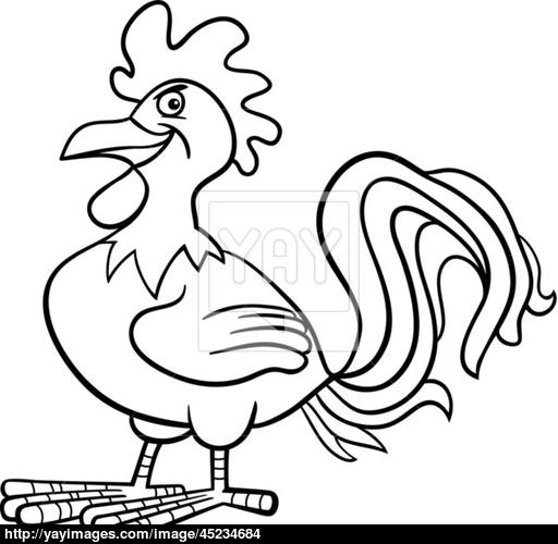 512x500 Farm Rooster Cartoon For Coloring Book Vector