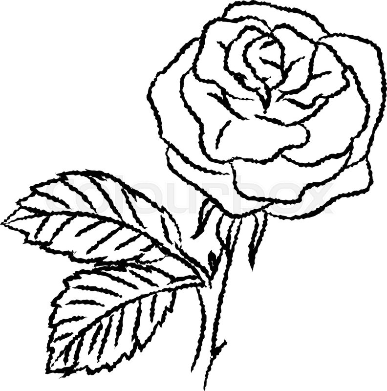 792x800 Hand Drawn Sketch Of Rose Isolated, Black And White Cartoon Vector