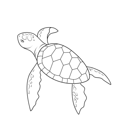 432x480 Baby Turtle Coloring Page From Turtles Category. Select From 20946