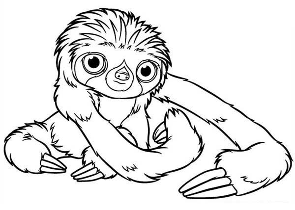 600x428 Baby Sloth Coloring Page Color Luna