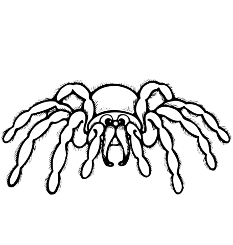 456x480 Cartoon Spider Coloring Page Free Printable Coloring Pages