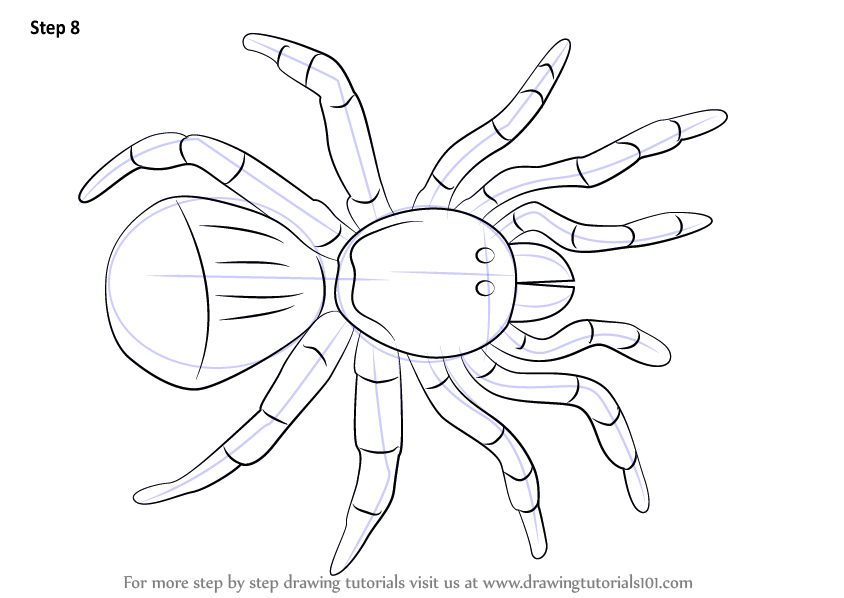 844x598 Learn How To Draw A Trapdoor Spider (Arachnids) Step By Step