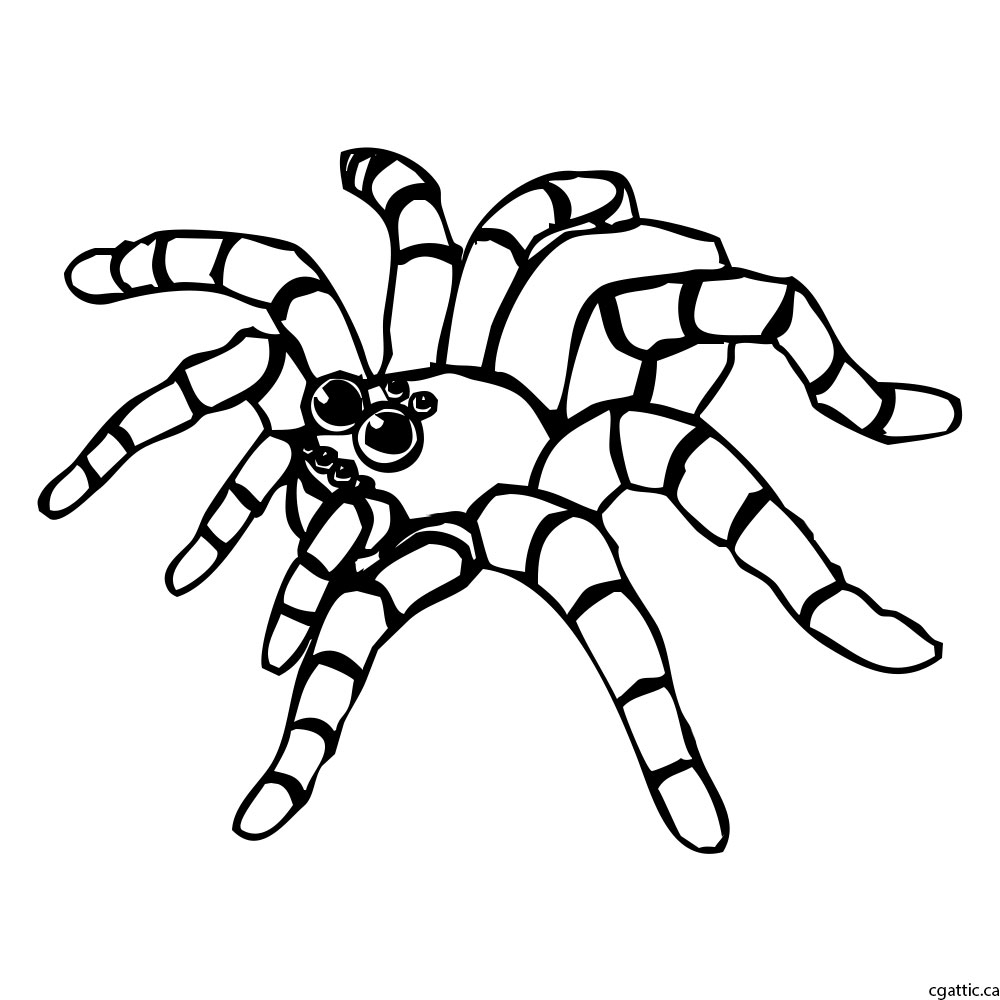 1000x1000 Cartoon Spider Drawing Spider Cartoon Drawing In Photoshop