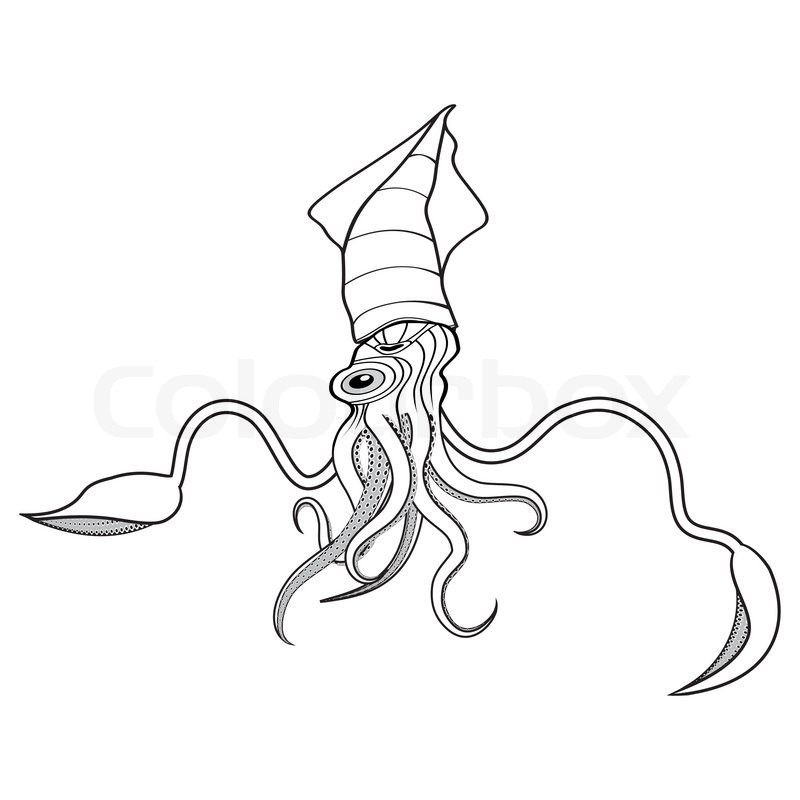 800x800 Squid Ocean Water Animal Sketch Tattoo Symbol Illustration T Shirt