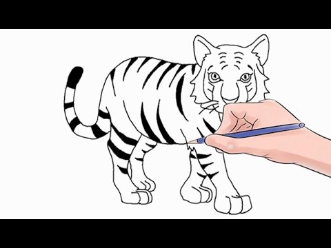 480x360 How To Draw A Tiger Easy Step By Step