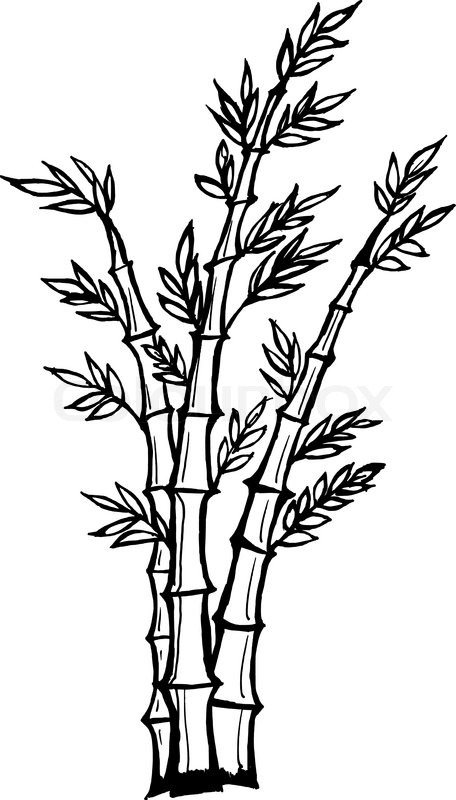 456x800 Cartoon Bamboo Tree Drawing Stock Vector