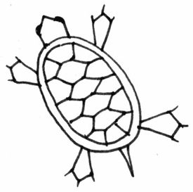 275x273 Turtleoverhead7.gif