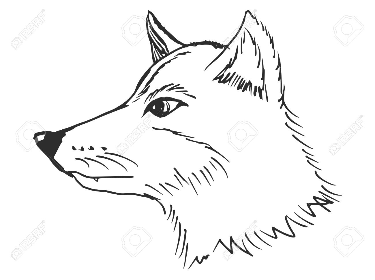 1300x974 Cartoon Hand Drawn Illustration Of Wolf Royalty Free Cliparts