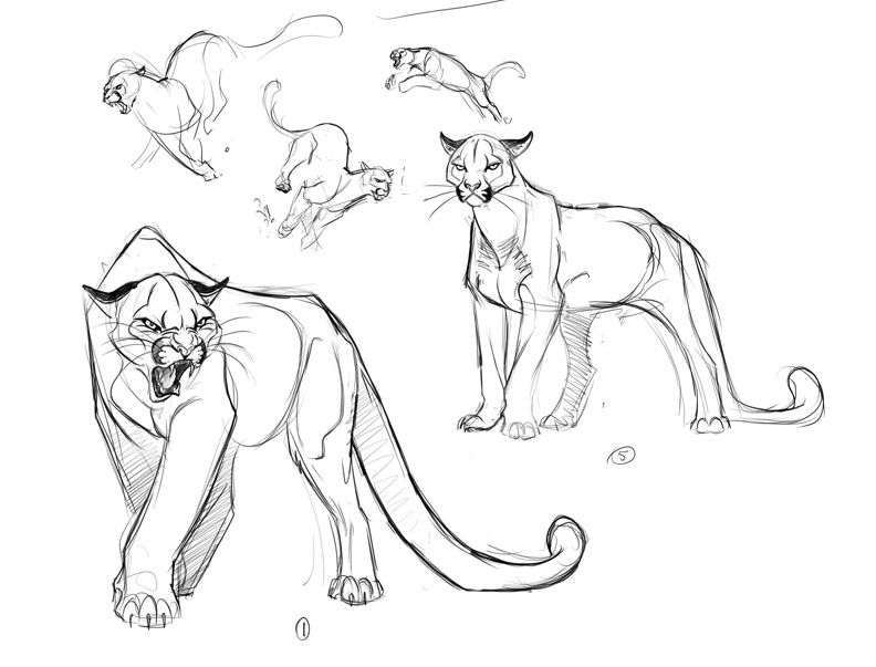792x603 Cougar Illustration Concepts 1 By ~davidsdoodles