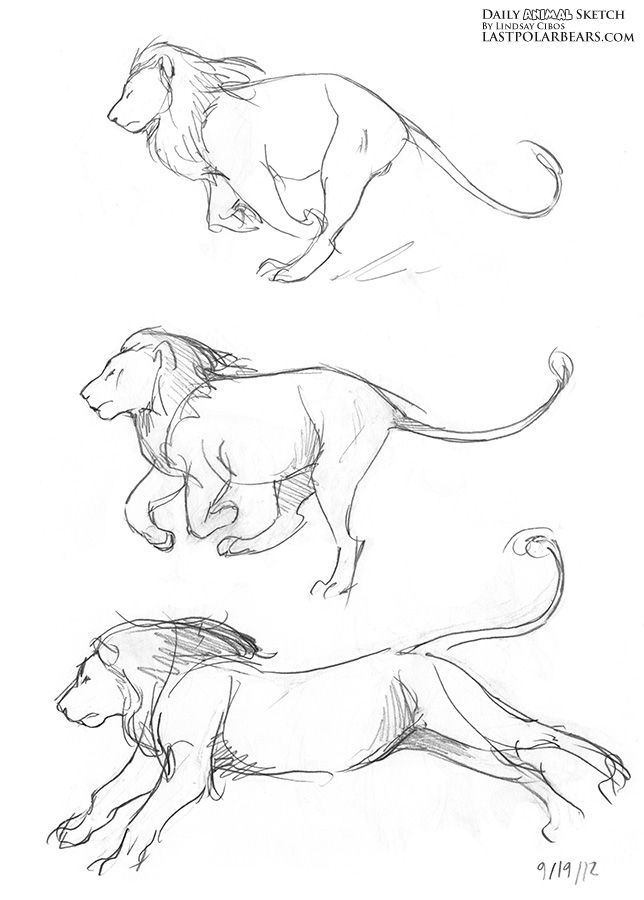 644x900 Daily Animal Sketch 118 Art Sketches, Animal