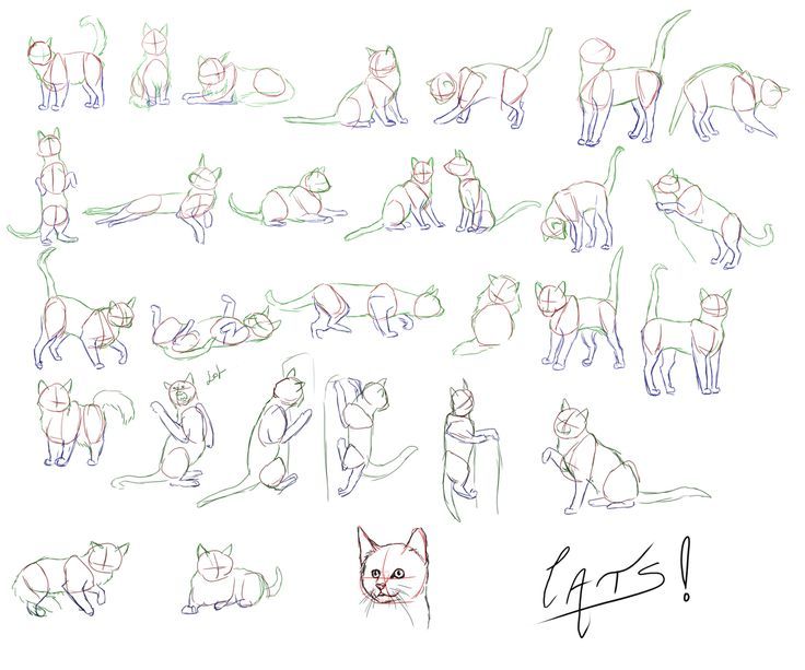 Cat Anatomy Drawing at GetDrawings | Free download