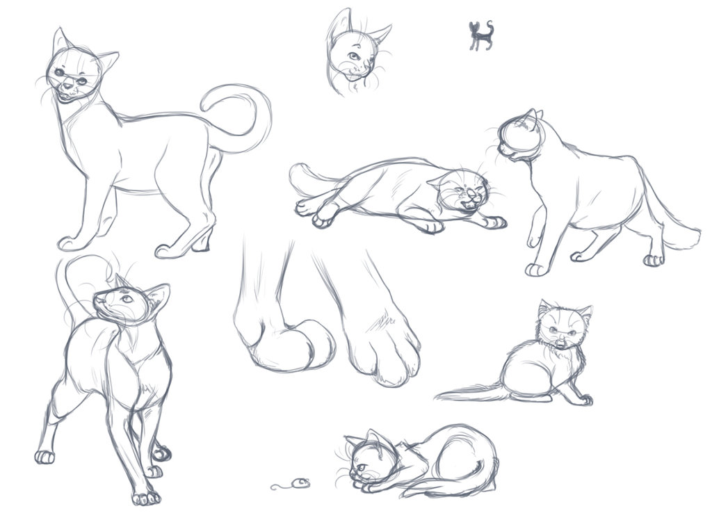 Cat Anatomy For Drawing at GetDrawings | Free download