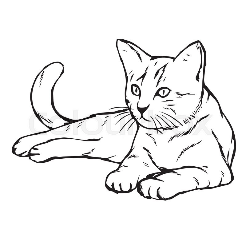 800x800 Freehand Sketch Illustration Of Cat, Kitten Doodle Hand Drawn