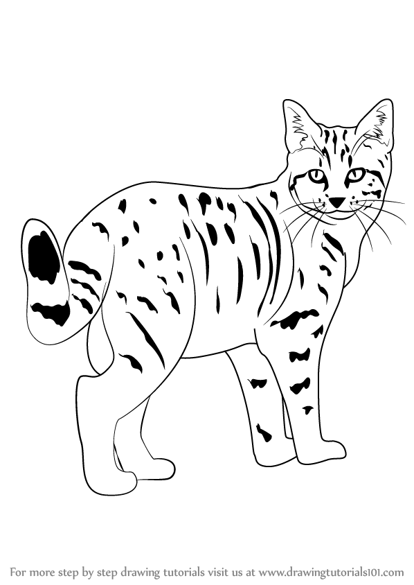 598x844 Learn How To Draw A Kitten (Cats) Step By Step Drawing Tutorials