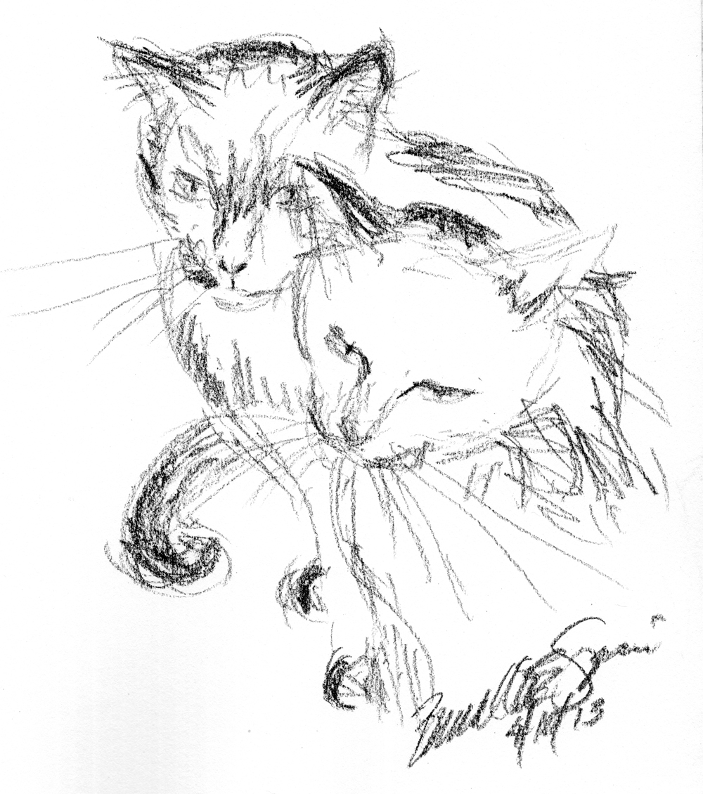1000x1130 Daily Sketch What ~ The Creative Cat