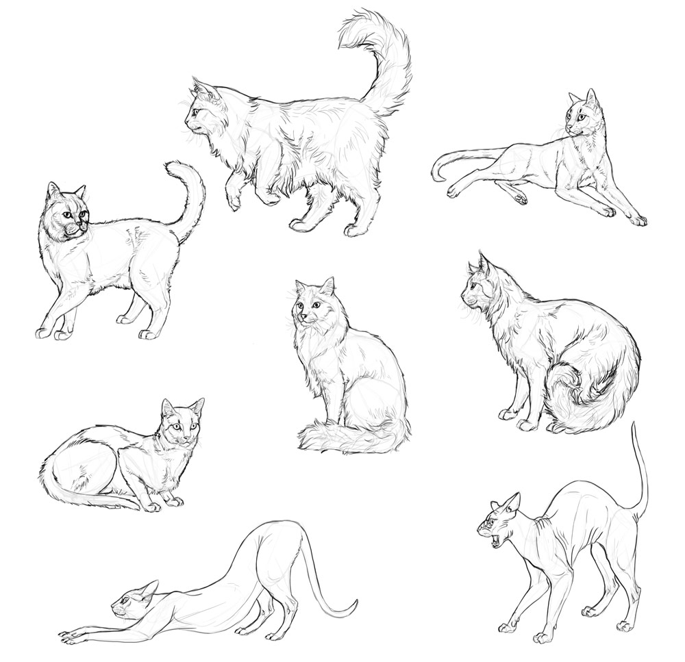 1000x967 How To Draw Cats Step By Step With Monika Zagrobelna