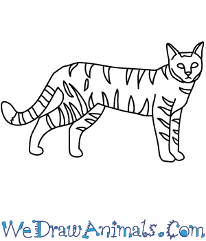 300x350 How To Draw A Wildcat