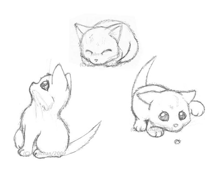 736x569 Drawn Kitten Adorable Cat