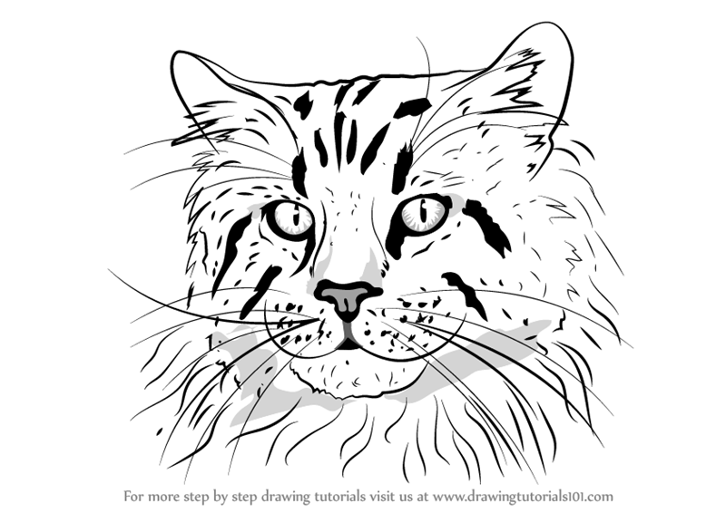 800x566 Learn How To Draw A Maine Coon Face (Cats) Step By Step Drawing