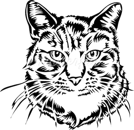 550x532 Cat Drawings Portrait Of A Cat Stock Photo