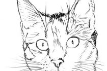 210x140 Cat Faces Drawings Best 25 Cat Face Drawing Ideas On How