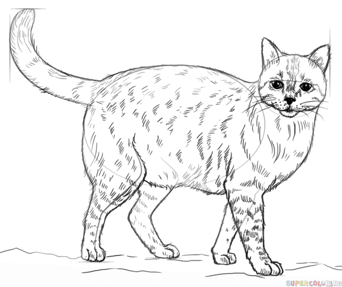 685x575 How To Draw A Realistic Cat Step By Step Drawing Tutorials