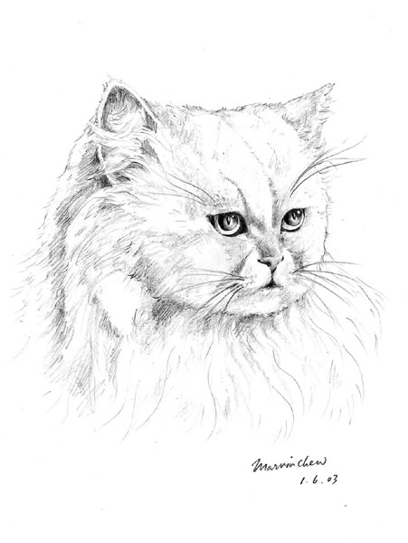 451x600 Another Cat Drawing