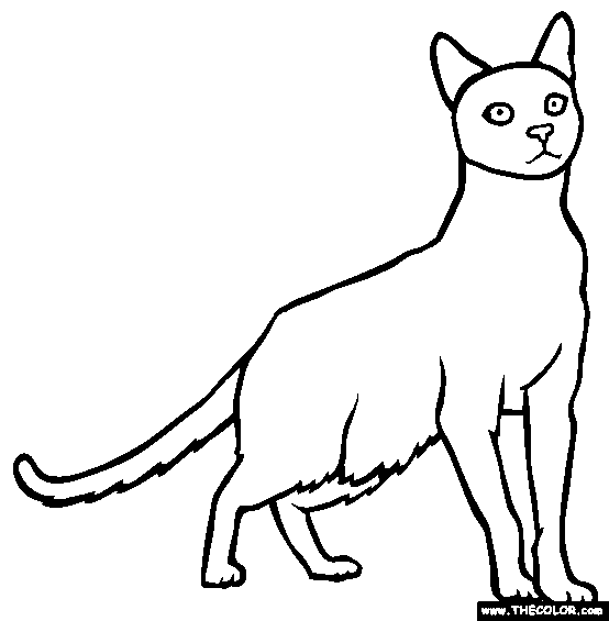 554x565 Havana Brown Cat Online Coloring Page
