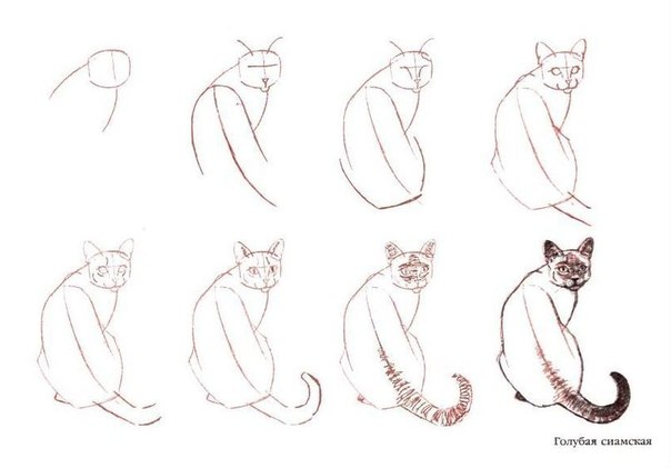 604x421 Learn To Draw Cats. Discussion On Liveinternet