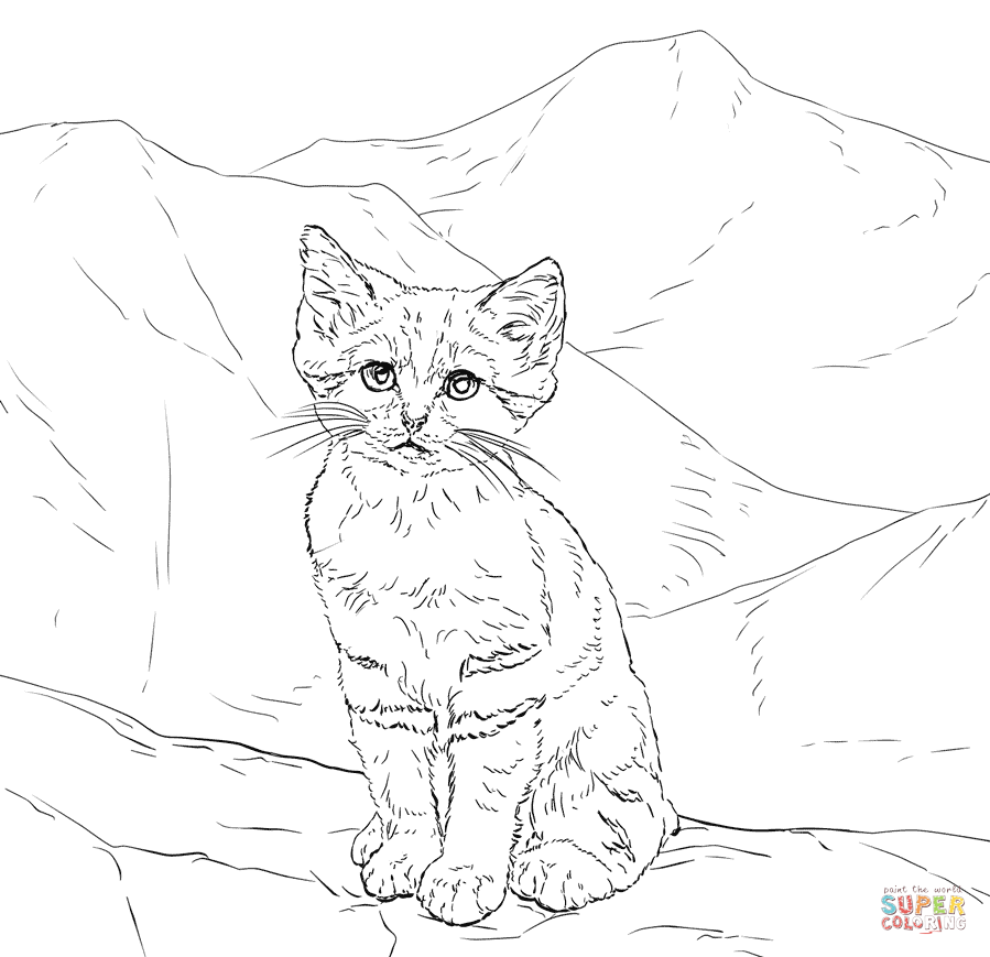 899x869 Sand Cat Kitten Coloring Page Free Printable Coloring Pages