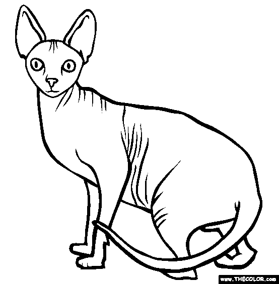 554x565 Sphynx Breed Cat Online Coloring Page