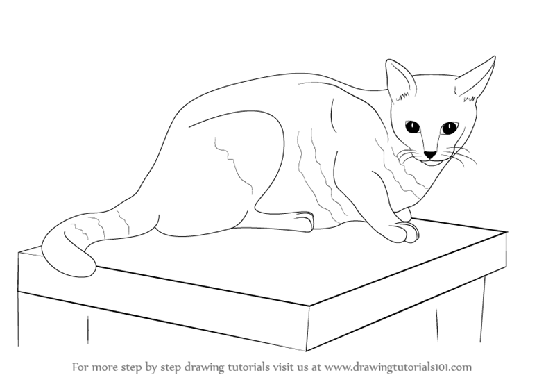 800x550 Learn How To Draw A Cat (Farm Animals) Step By Step Drawing
