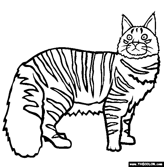 555x566 Cats Online Coloring Pages Page 1
