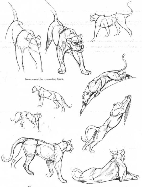 595x779 Lioness Character Design Reference Drawings