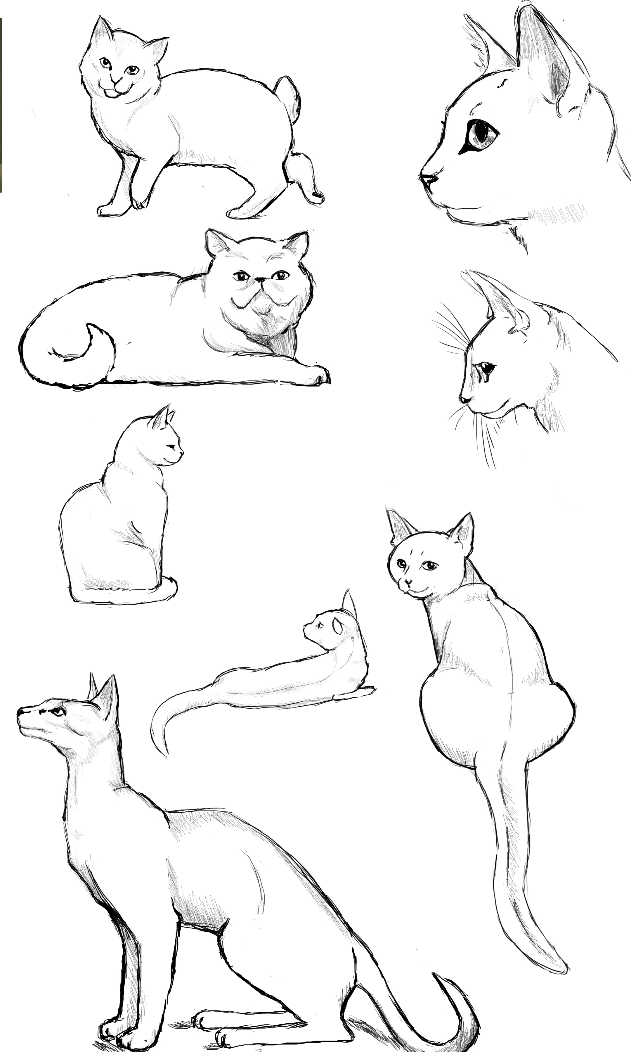 Cat Drawing Poses