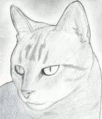 207x241 Image Result For How To Draw Realistic Cats Drawing
